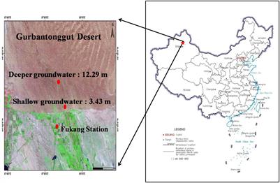 The Importance of Stem Photosynthesis for Two Desert Shrubs Across Different Groundwater Depths